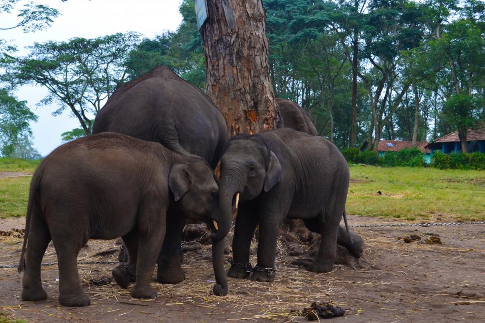 Dubare Elephant Camp